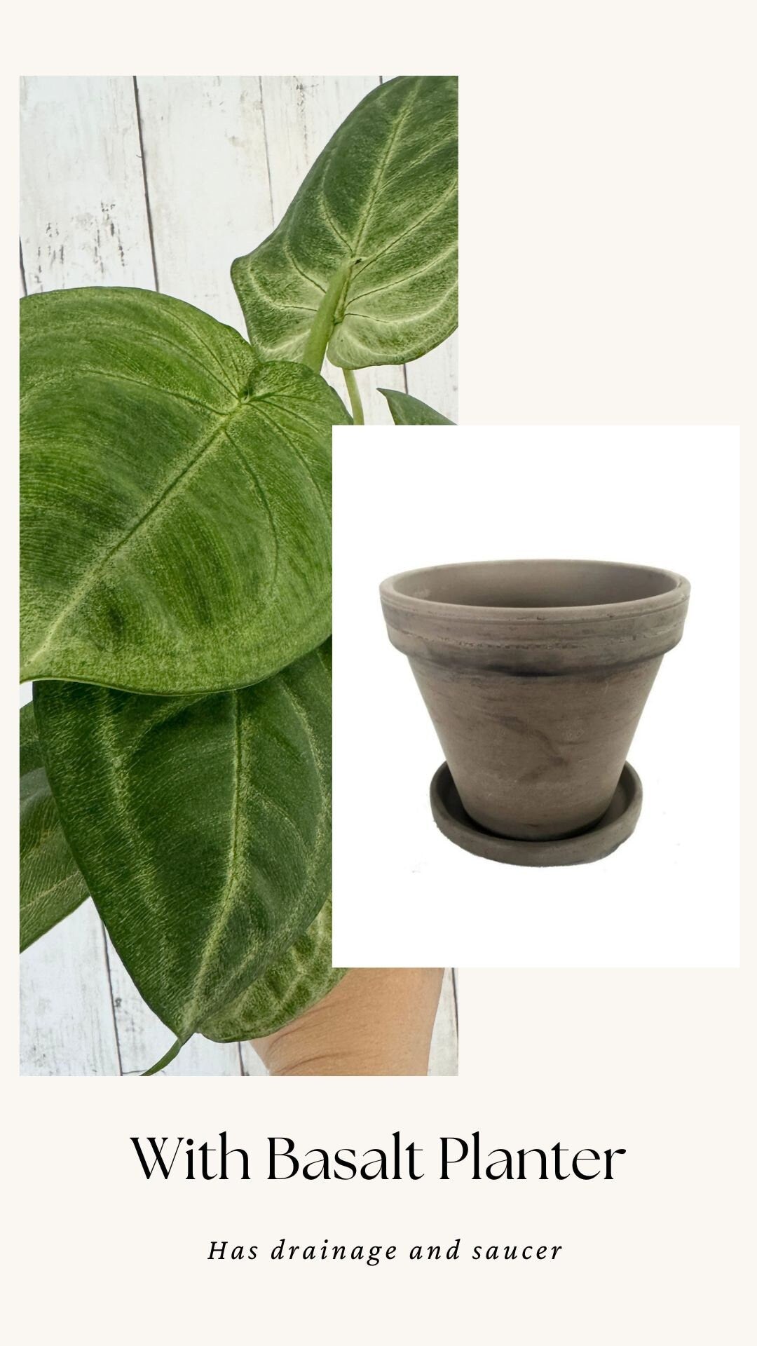 Syngonium Chiapense 'Frosted Heart'- 4" pot - Live Plant - optional decorative pot