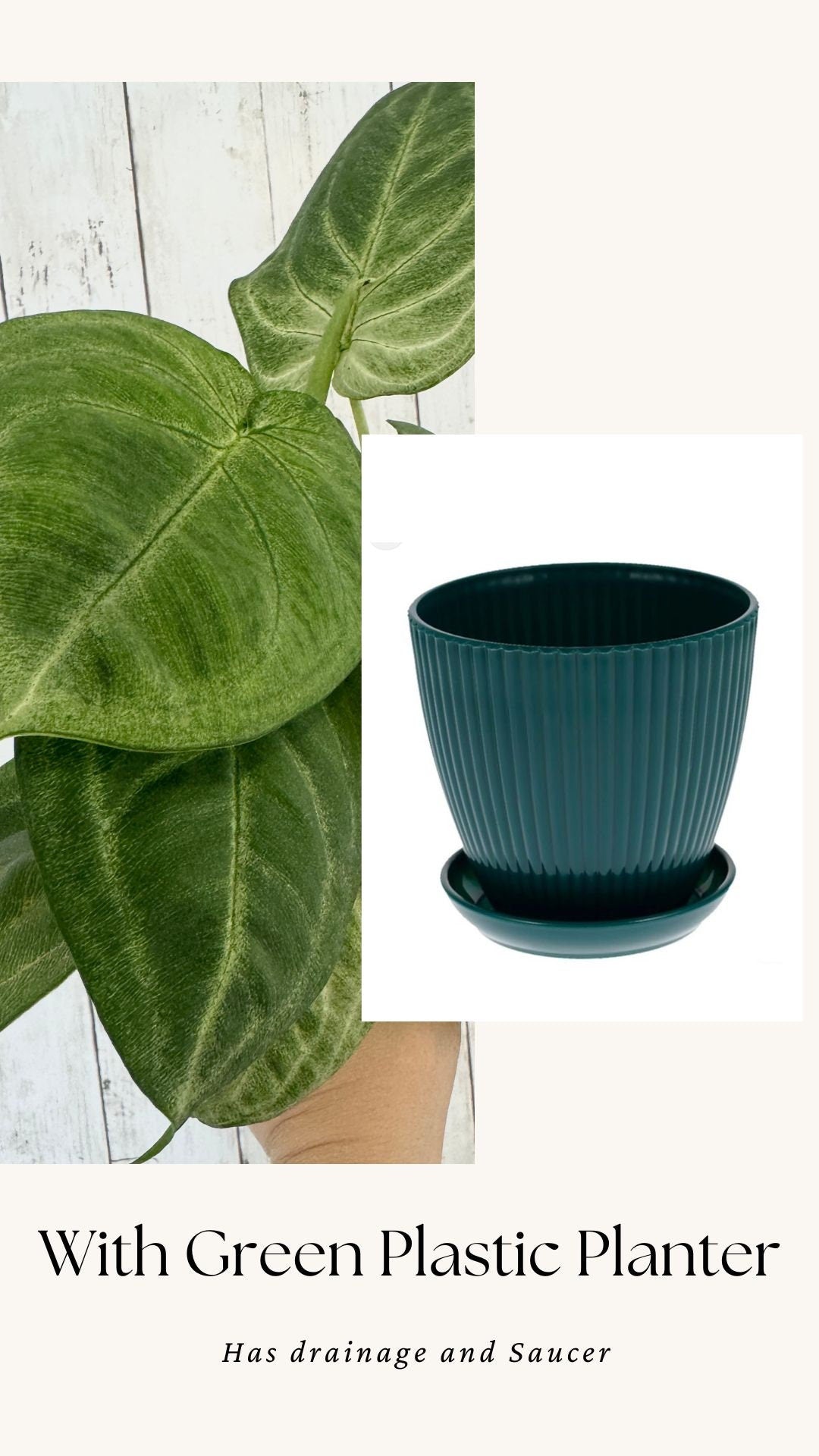 Syngonium Chiapense 'Frosted Heart'- 4" pot - Live Plant - optional decorative pot