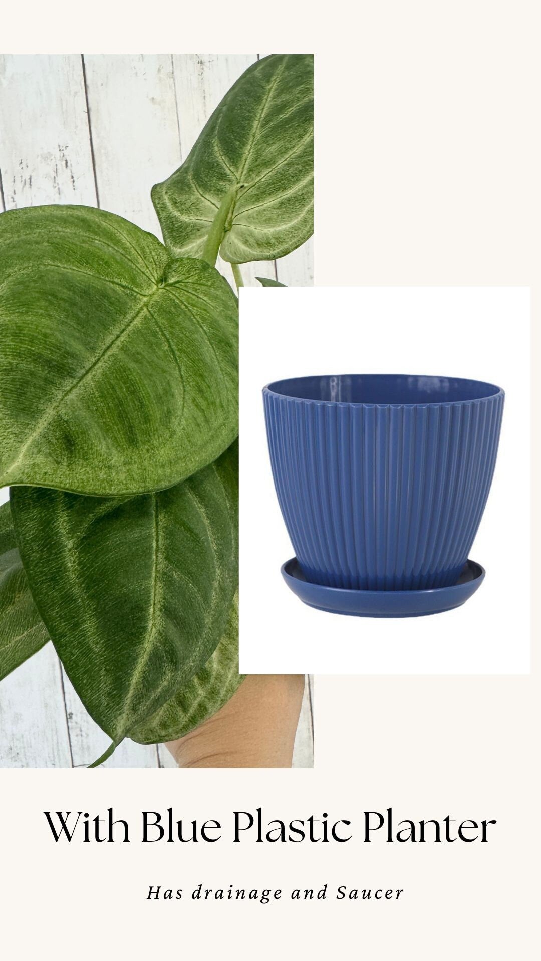 Syngonium Chiapense 'Frosted Heart'- 4" pot - Live Plant - optional decorative pot