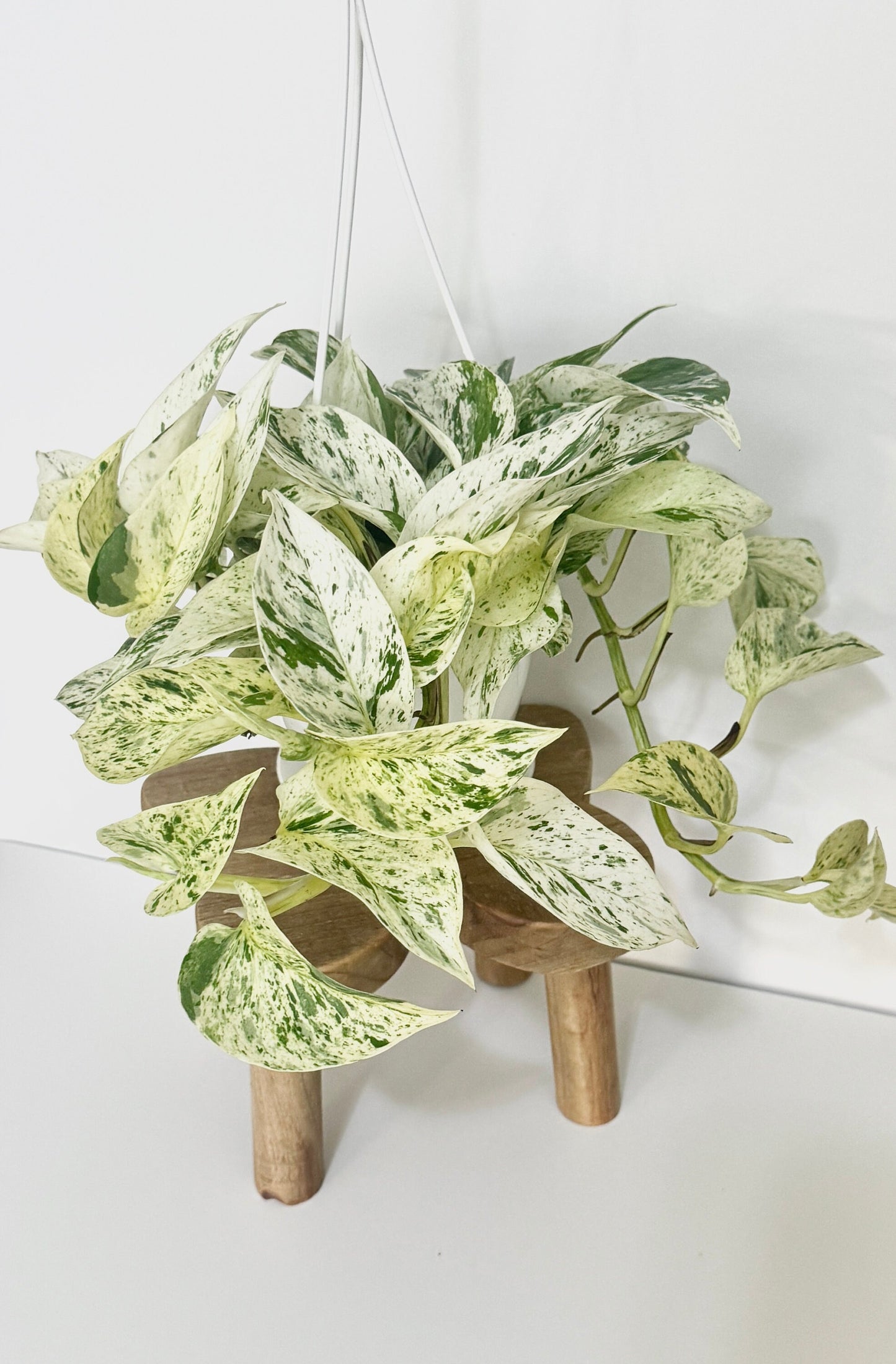 Snow Queen Pothos Plant - 4.5 Hanging Pot - Live Plant