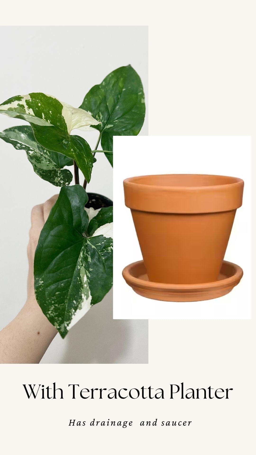 Syngonium Albo Variegata - Live Plant 3 Inch Nursery Pot - Variegated Plant