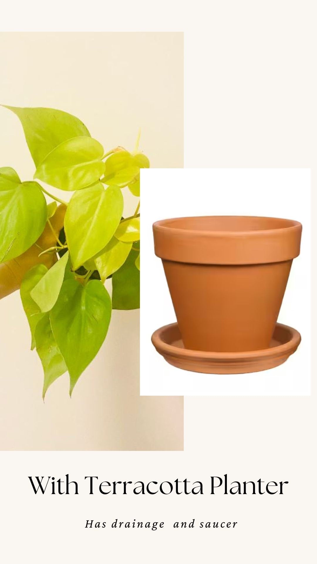 Philodendron Cordatum Lemon Lime Heart Leaf Plant - 4" Nursery Pot - Indoor Live Plant - optional decorative pot
