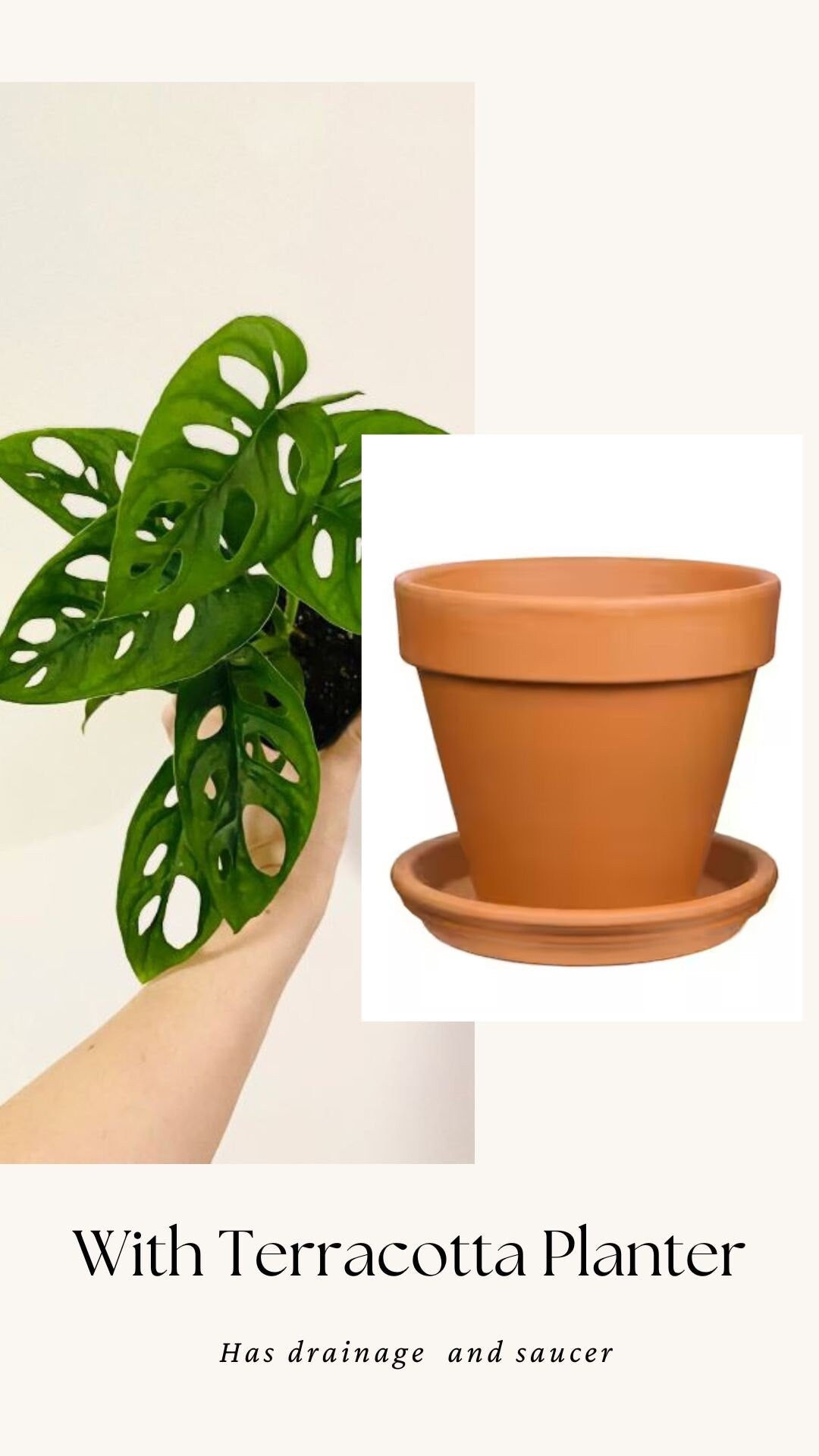 Monstera Adansonii - Swiss Cheese Plant 4 inch | 6 inch Pot - Live Plant - optional decorative pot