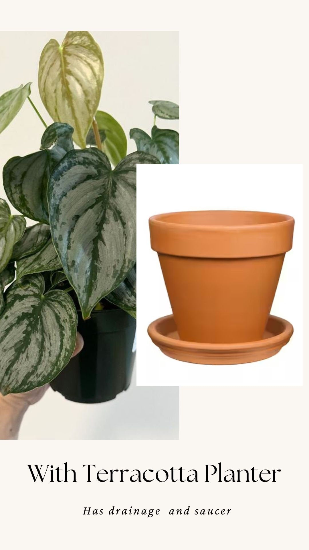 Philodendron Brandi Brandtineum 4 inch pot - Live Plant - optional decorative pot