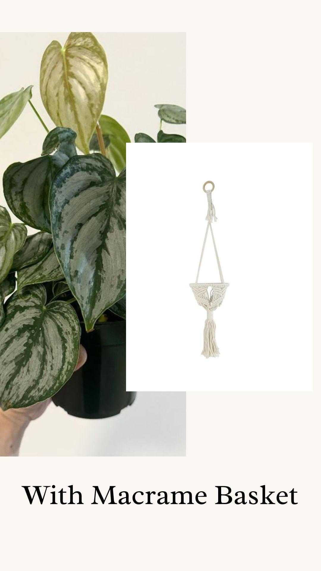 Philodendron Brandi Brandtineum 4 inch pot - Live Plant - optional decorative pot