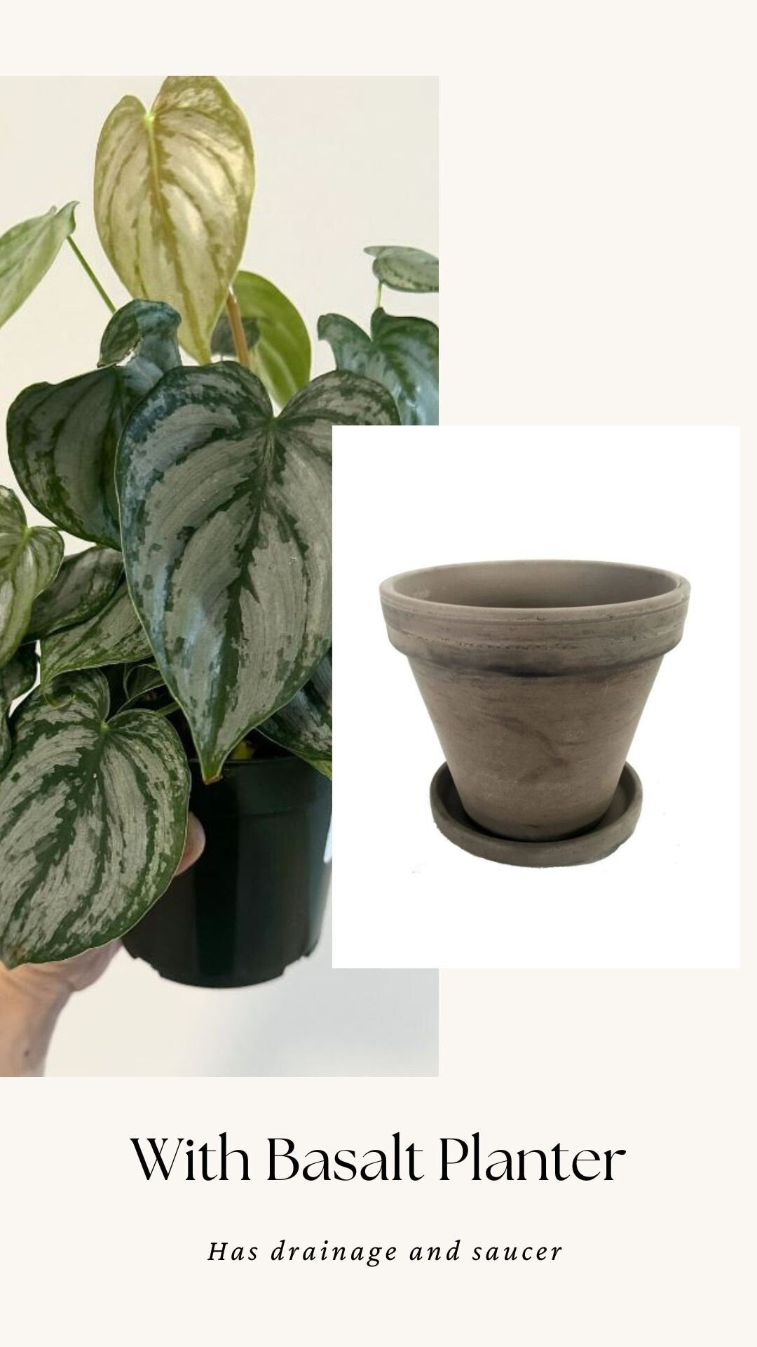 Philodendron Brandi Brandtineum 4 inch pot - Live Plant - optional decorative pot