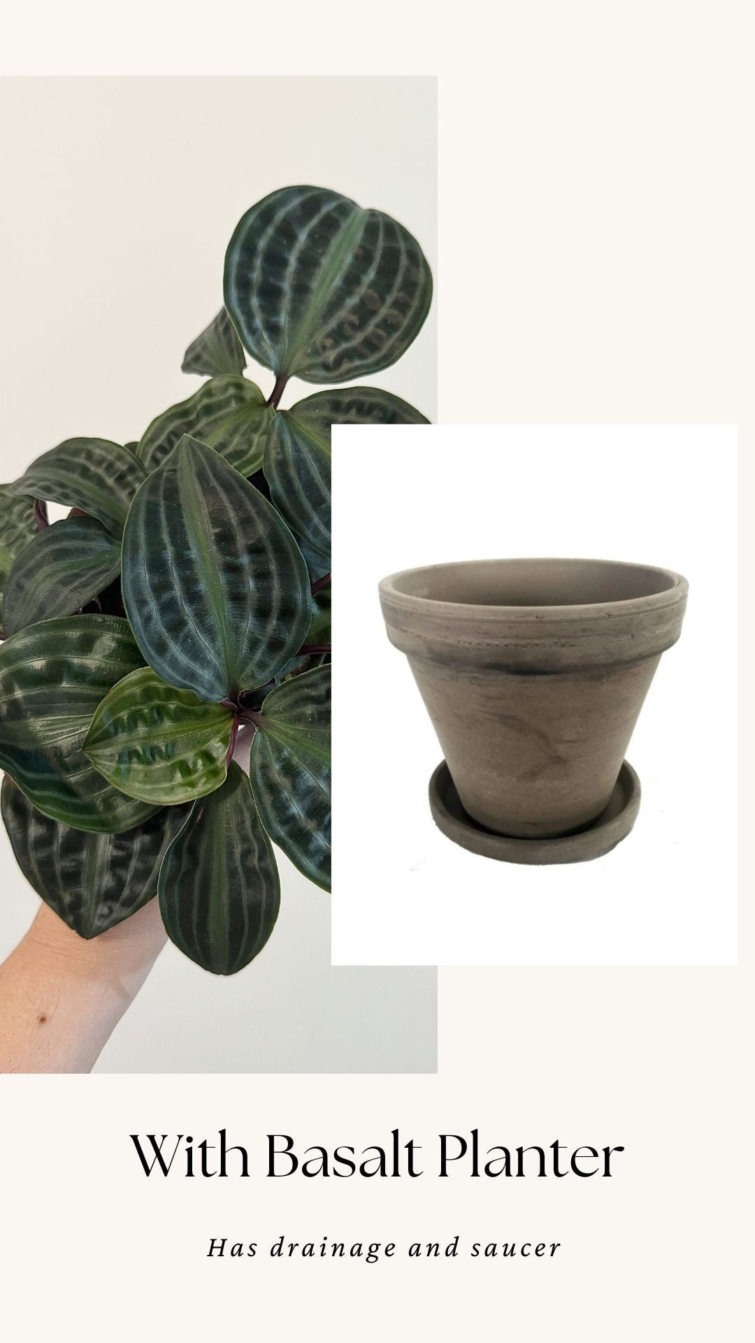 Geogenanthus Poeppigii 4" pot - Live Plant - optional decorative pot