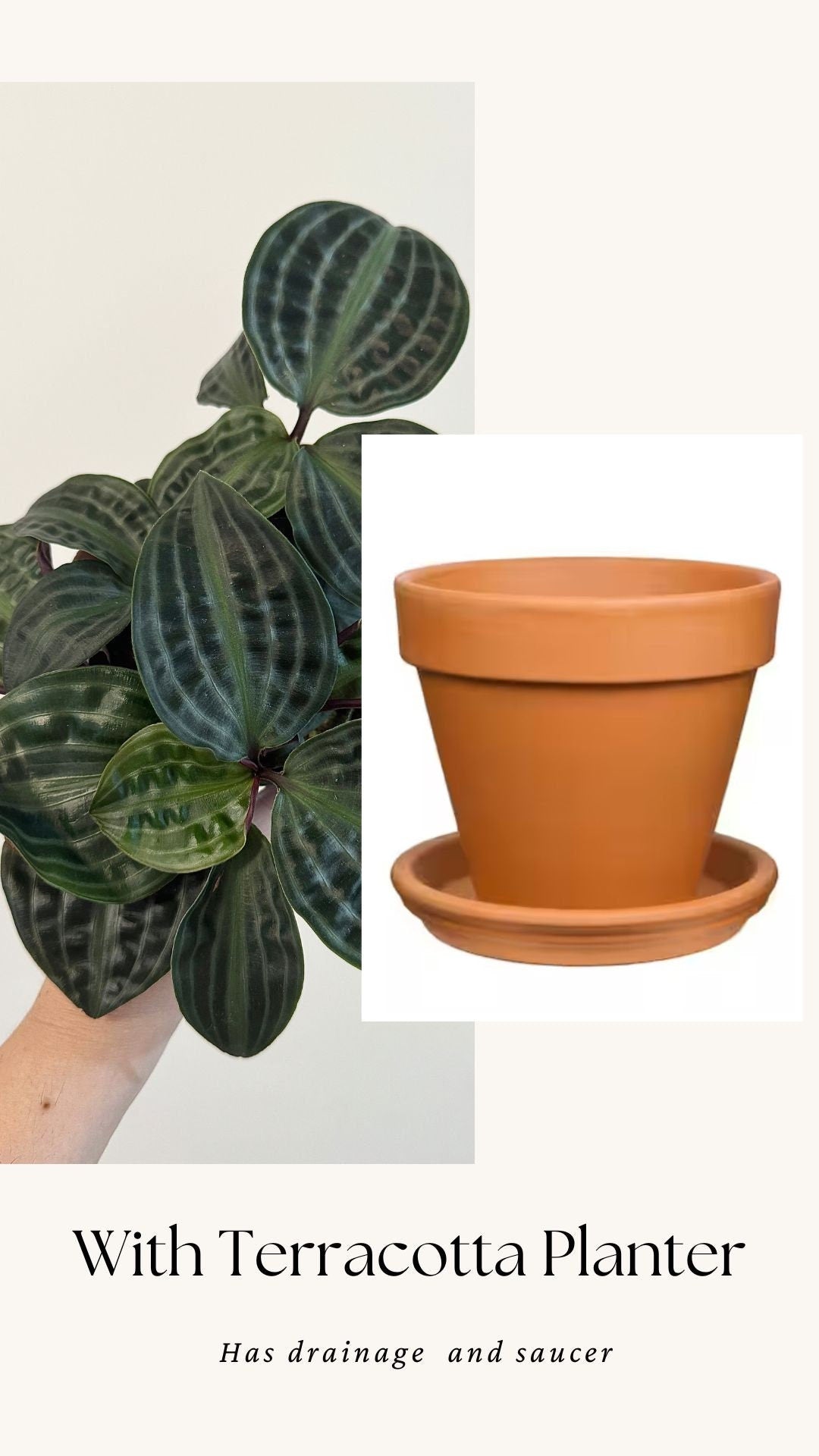 Geogenanthus Poeppigii 4" pot - Live Plant - optional decorative pot