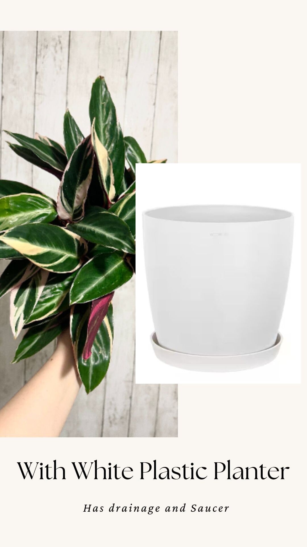 Stromanthe Triostar, Tricolor, Prayer Plant - Calathea Plant 6.5" pot