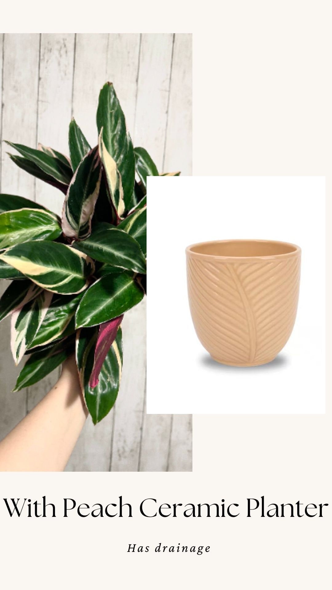 Stromanthe Triostar, Tricolor, Prayer Plant - Calathea Plant 6.5" pot