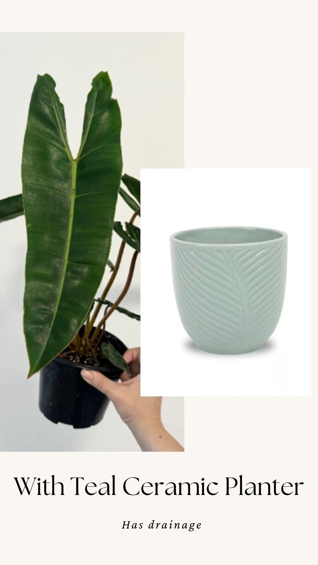 Philodendron Billietiae Plant - 6β Nursery Pot - Live Plant