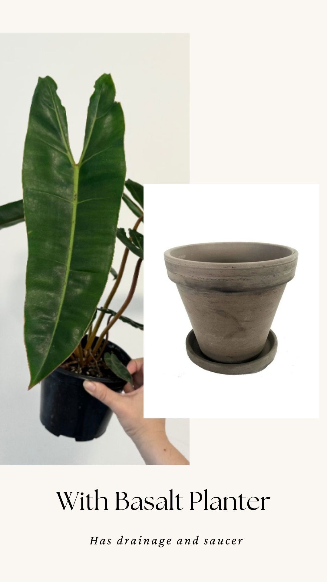 Philodendron Billietiae Plant - 6β Nursery Pot - Live Plant