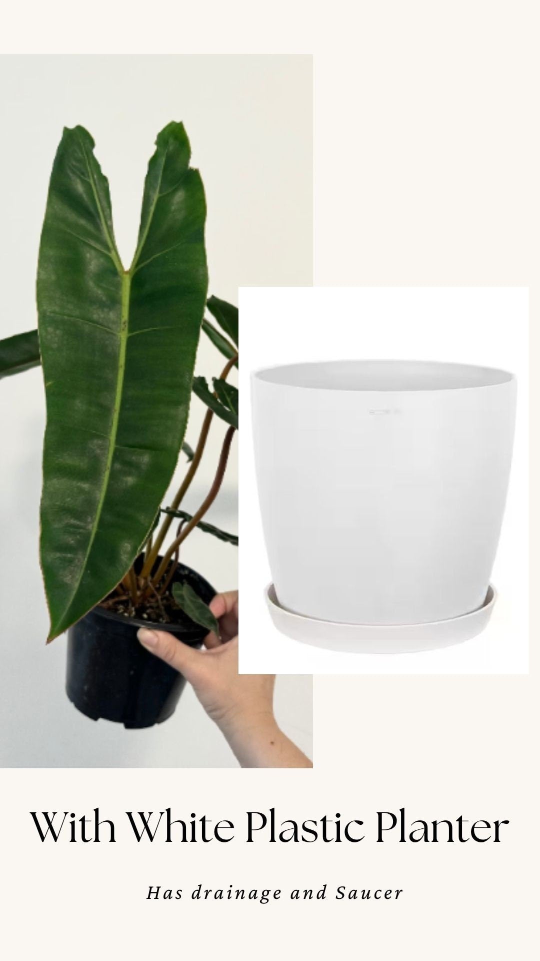 Philodendron Billietiae Plant - 6β Nursery Pot - Live Plant