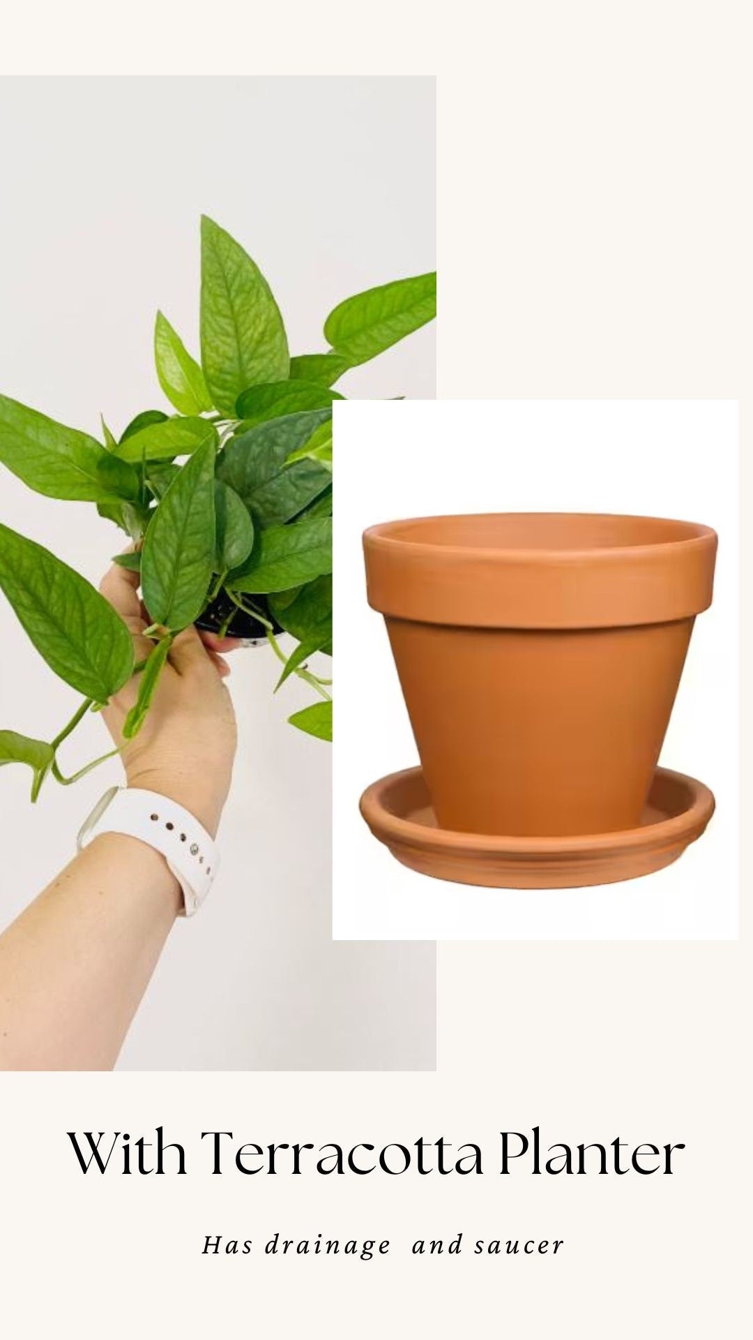 Cebu Blue Pothos (Epipremnum Pinnatum) 4 inch pot - Live Plant - optional decorative pot