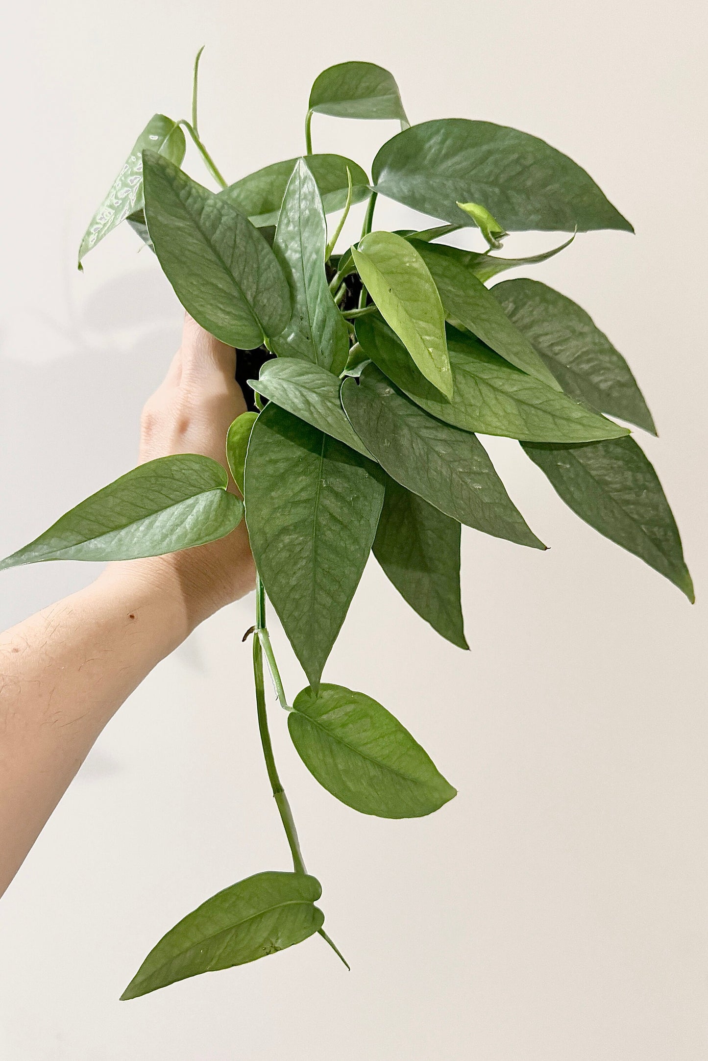Cebu Blue Pothos (Epipremnum Pinnatum) 4 inch pot - Live Plant - optional decorative pot