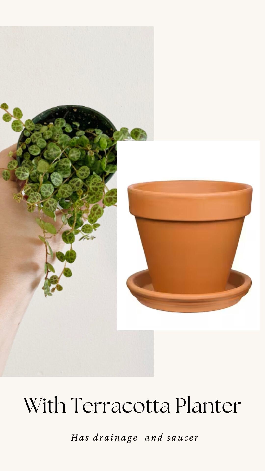 String of Turtles Peperomia Plant - 3.5β Pot - optional decorative pot