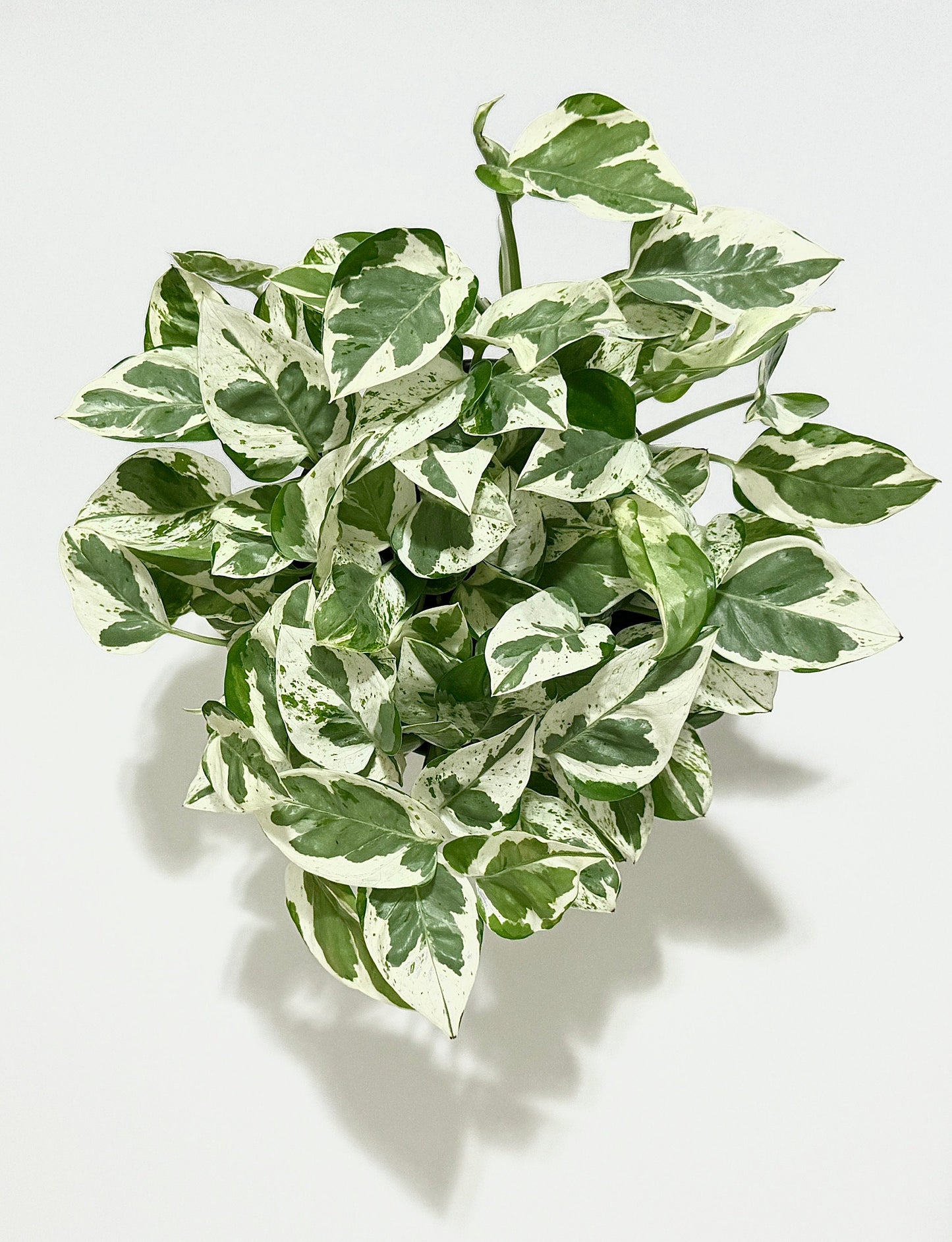 N’Joy Pothos Live Plant - 6 inch Pot - optional decorative pot