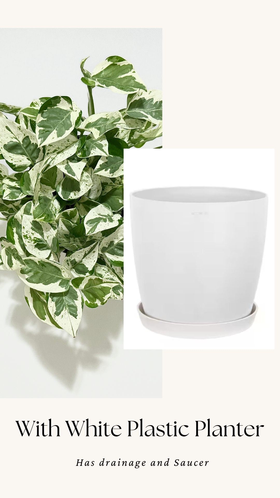 N’Joy Pothos Live Plant - 6 inch Pot - optional decorative pot