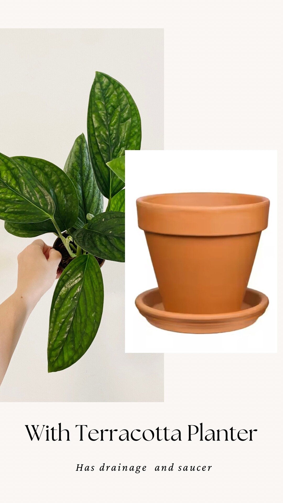 Monstera Peru Plant 4 or 6 inchPot - Live Plant - optional decorative pot