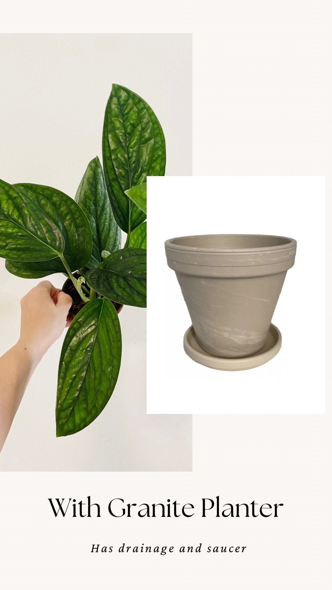 Monstera Peru Plant 4 or 6 inchPot - Live Plant - optional decorative pot