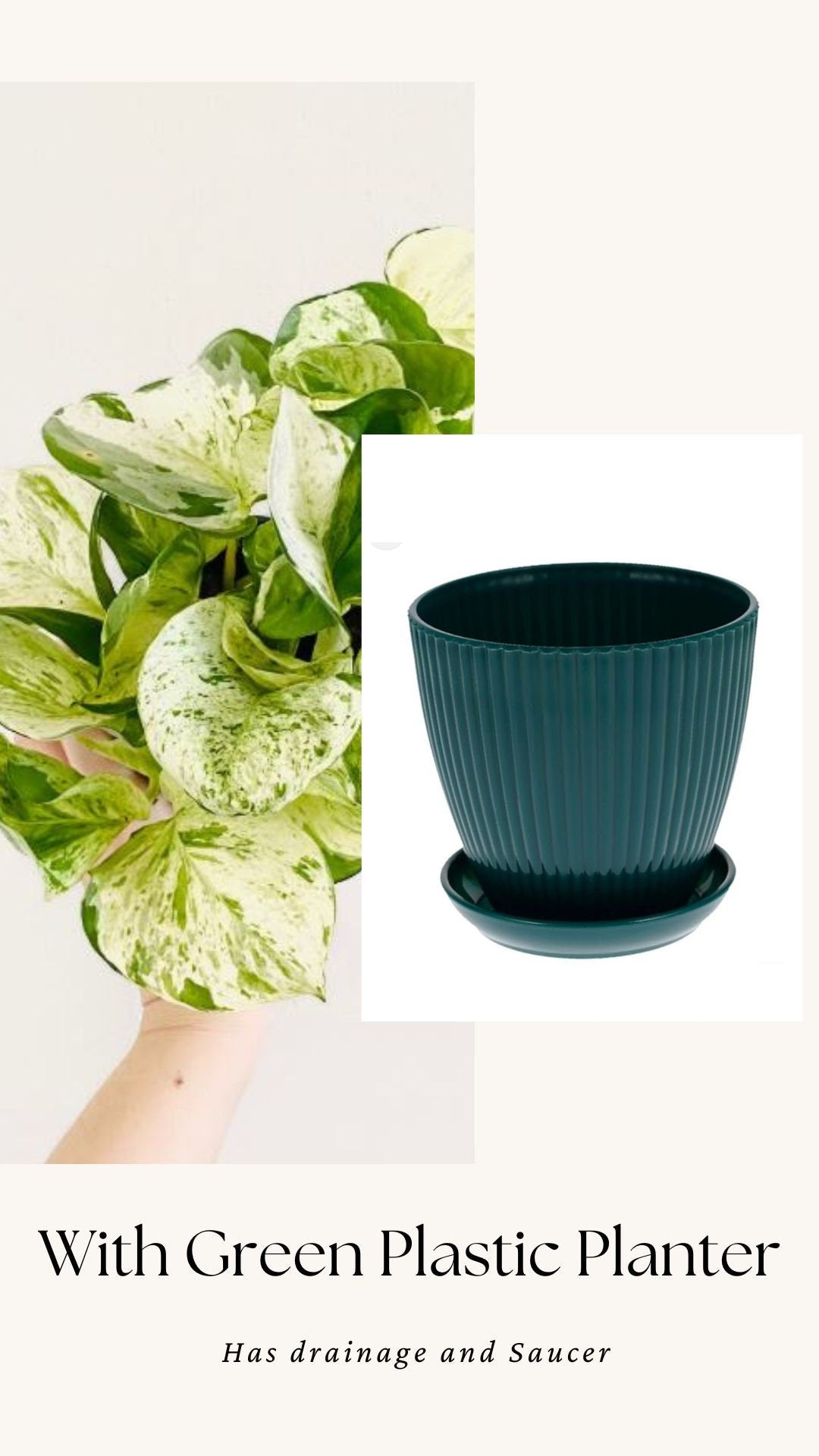 Manjula Pothos Plant - 4 inch Nursery Pot - Live Plant - optional decorative pot