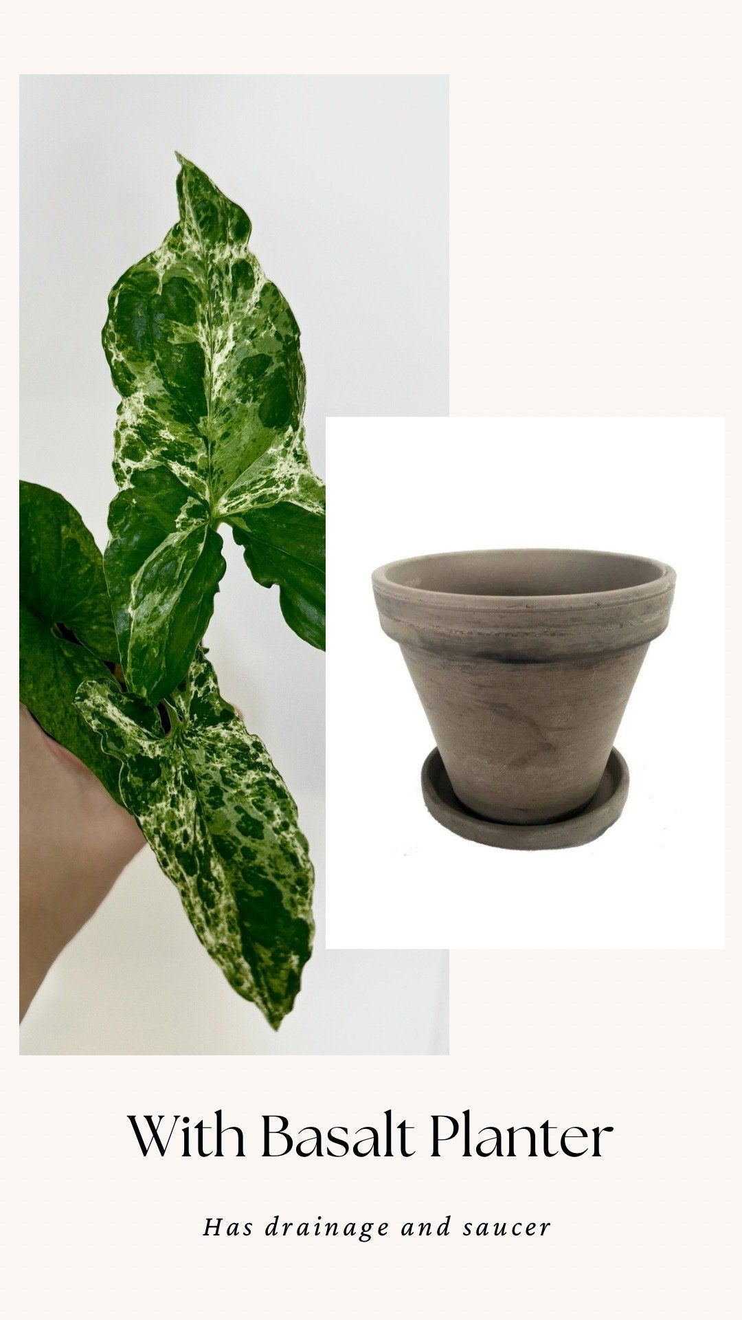 Syngonium Mojito Plant - 4 inch Pot - Live Plant - optional decorative pot