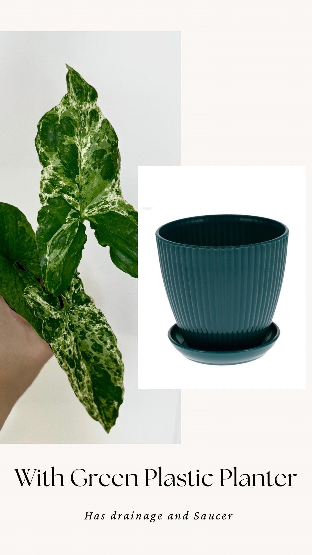 Syngonium Mojito Plant - 4 inch Pot - Live Plant - optional decorative pot