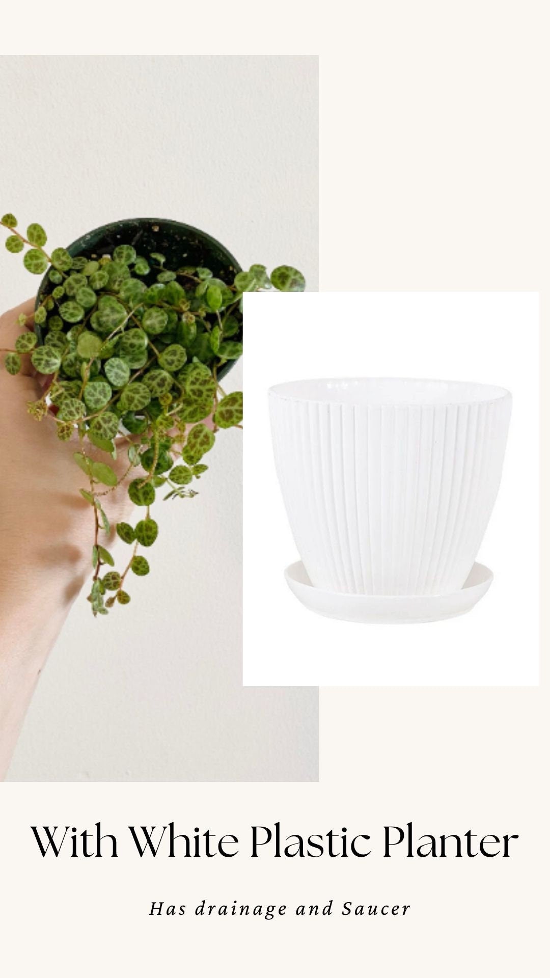 String of Turtles Peperomia Plant - 3.5β Pot - optional decorative pot