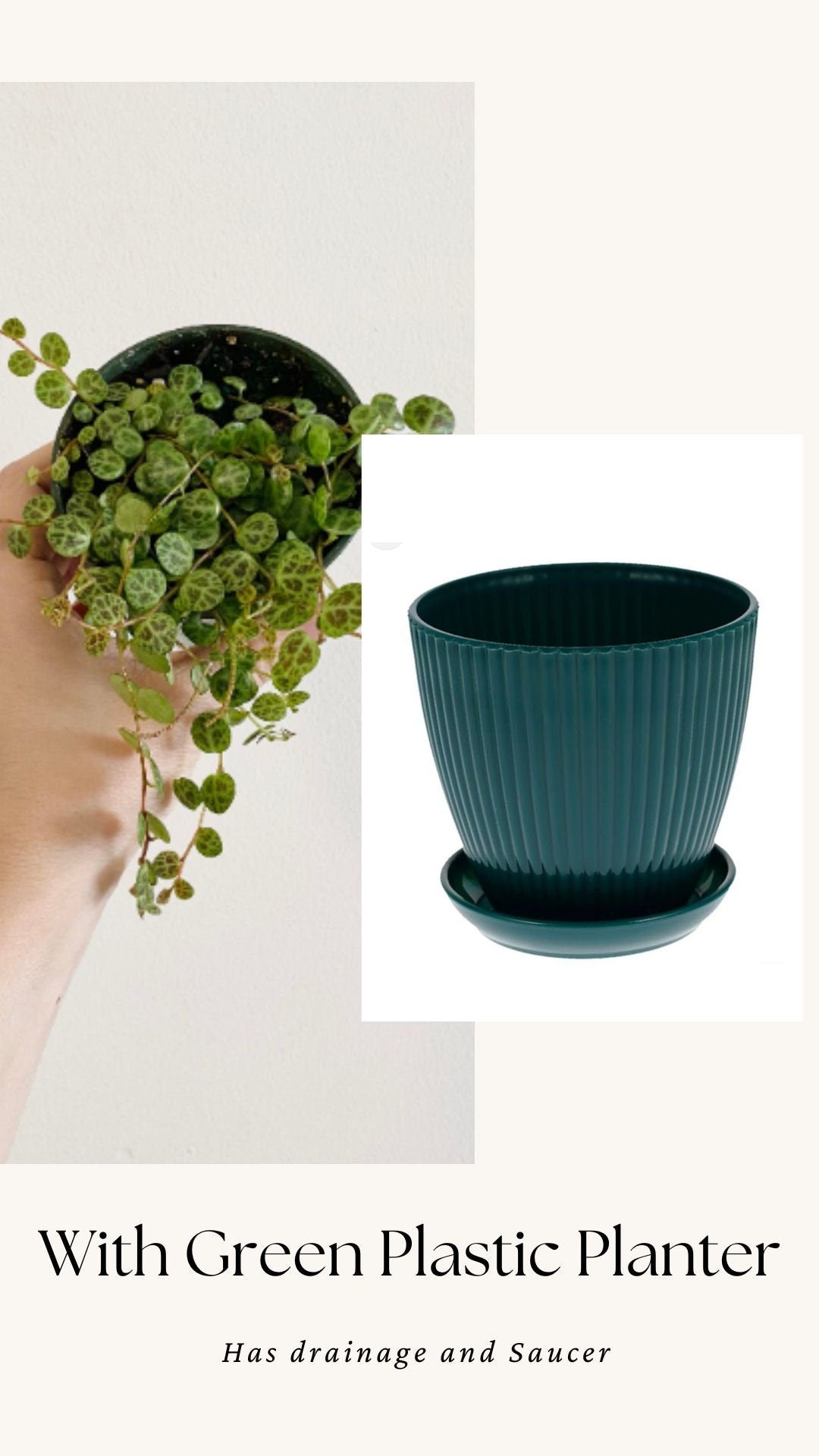 String of Turtles Peperomia Plant - 3.5β Pot - optional decorative pot