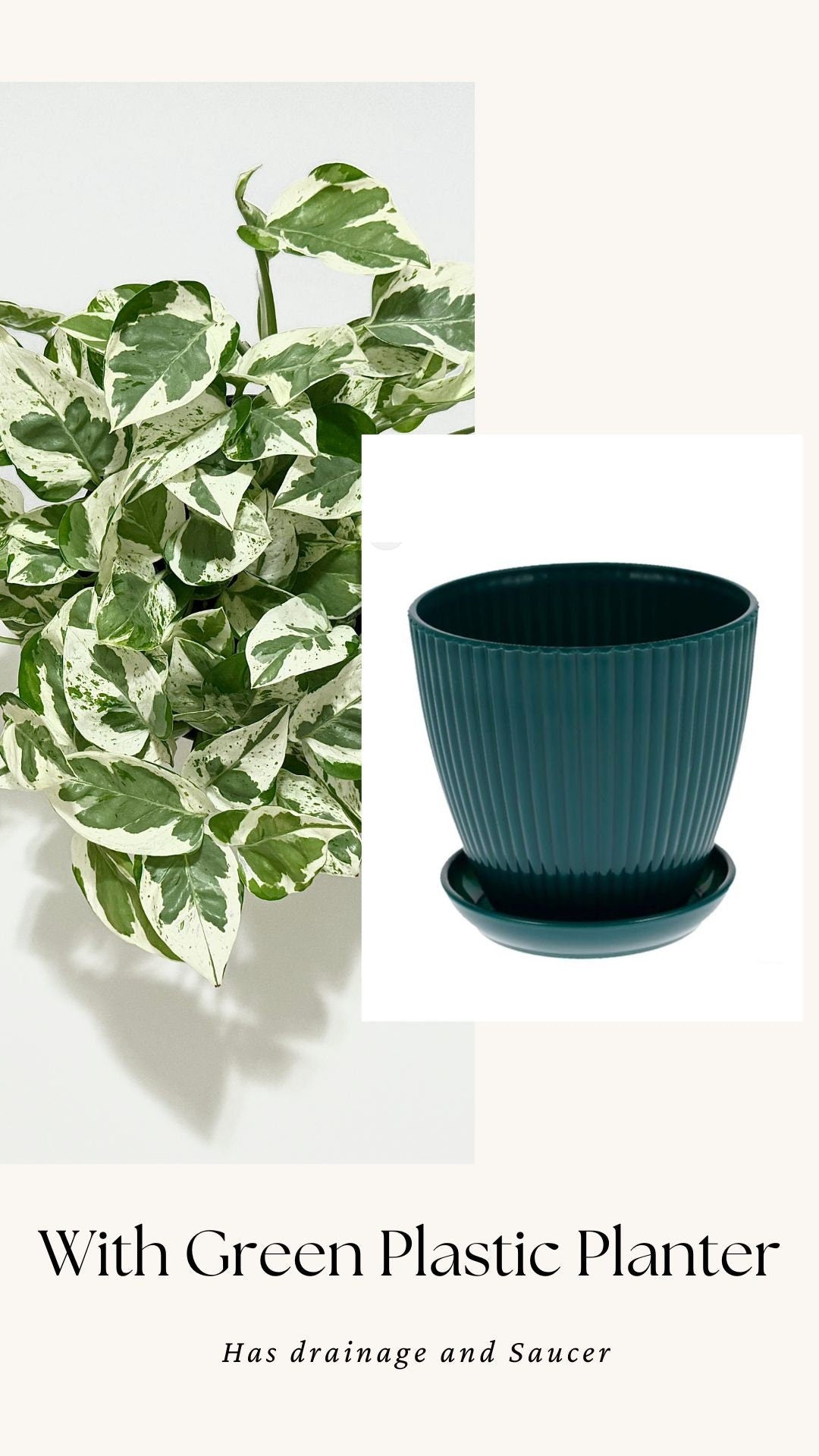 N’Joy Pothos Live Plant - 6 inch Pot - optional decorative pot