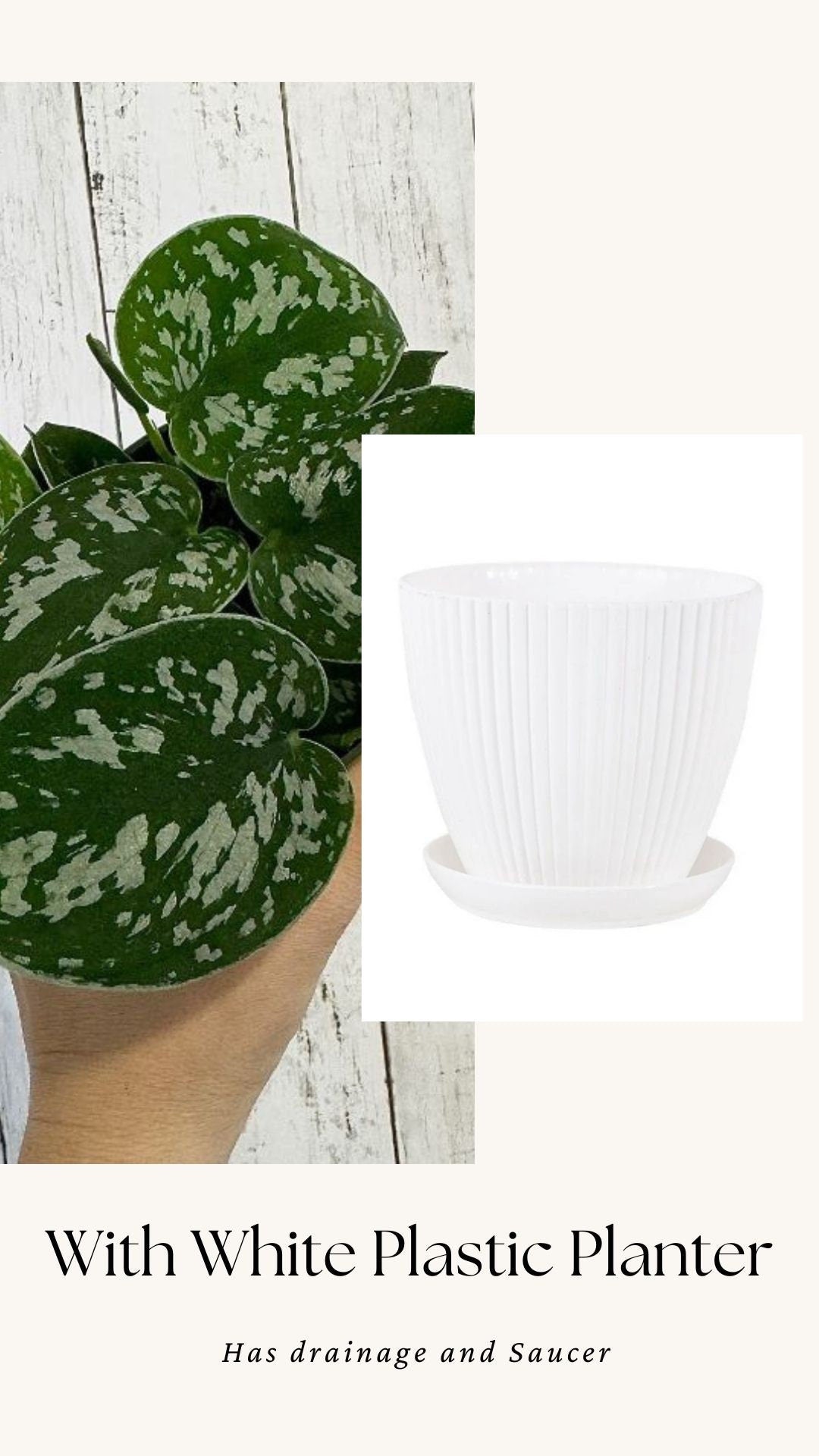 Silver Satin Pothos (Scindapsus pictus) 4β pot - Live Plant