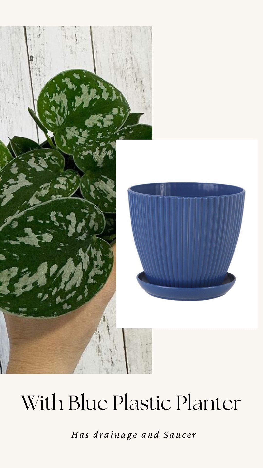 Silver Satin Pothos (Scindapsus pictus) 4β pot - Live Plant