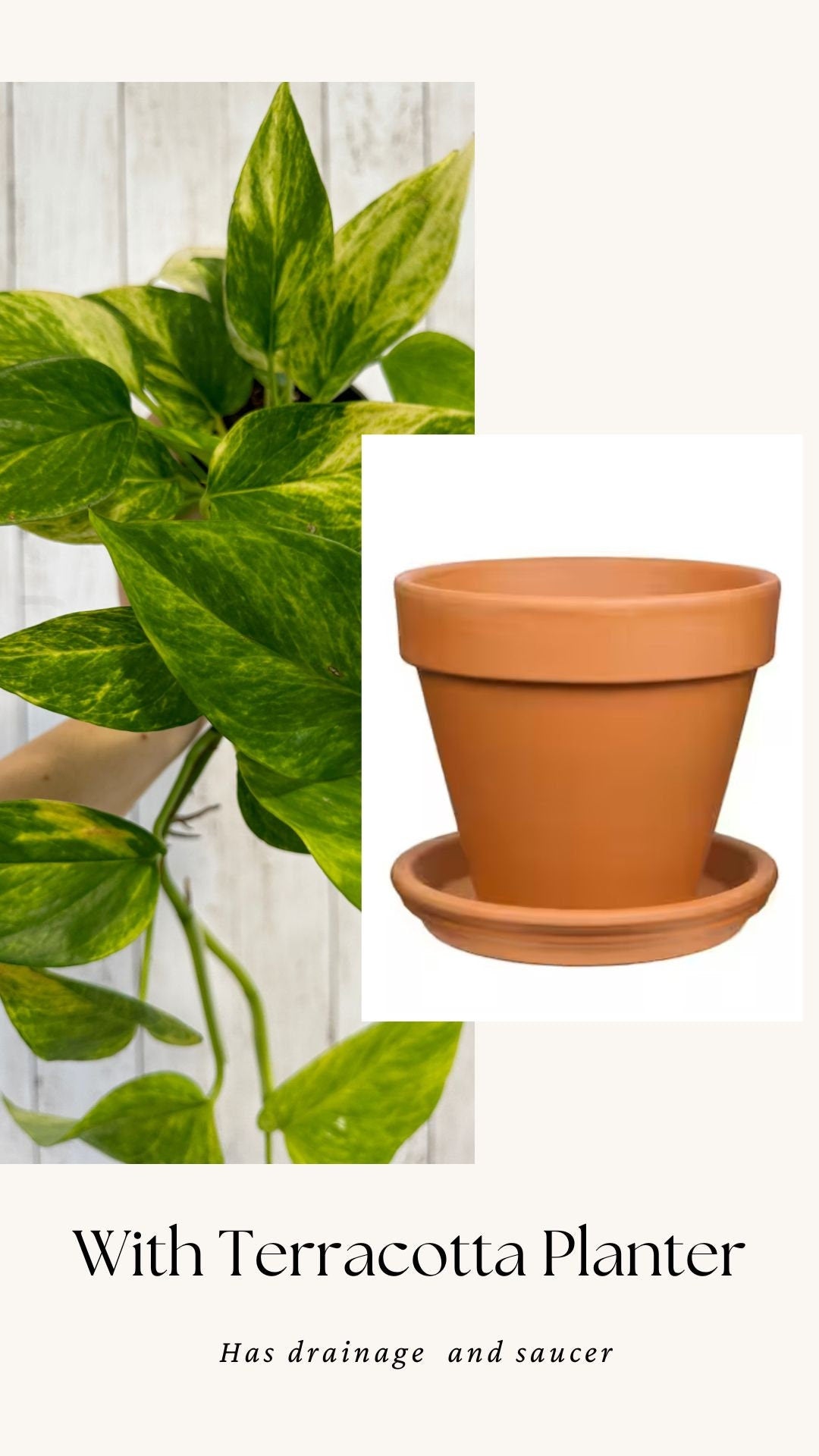 Neon Queen Pothos Plant - 4 inch Pot - Hybrid Live Plant - optional decorative pot