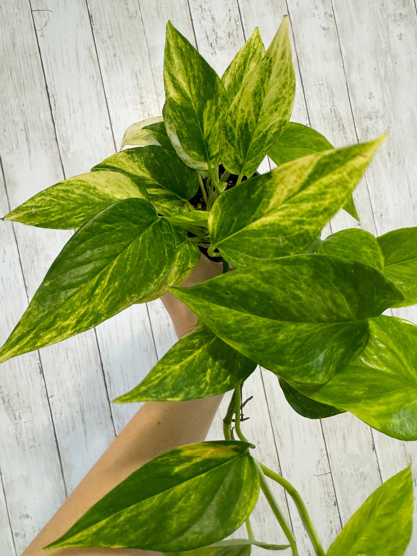 Neon Queen Pothos Plant - 4 inch Pot - Hybrid Live Plant - optional decorative pot