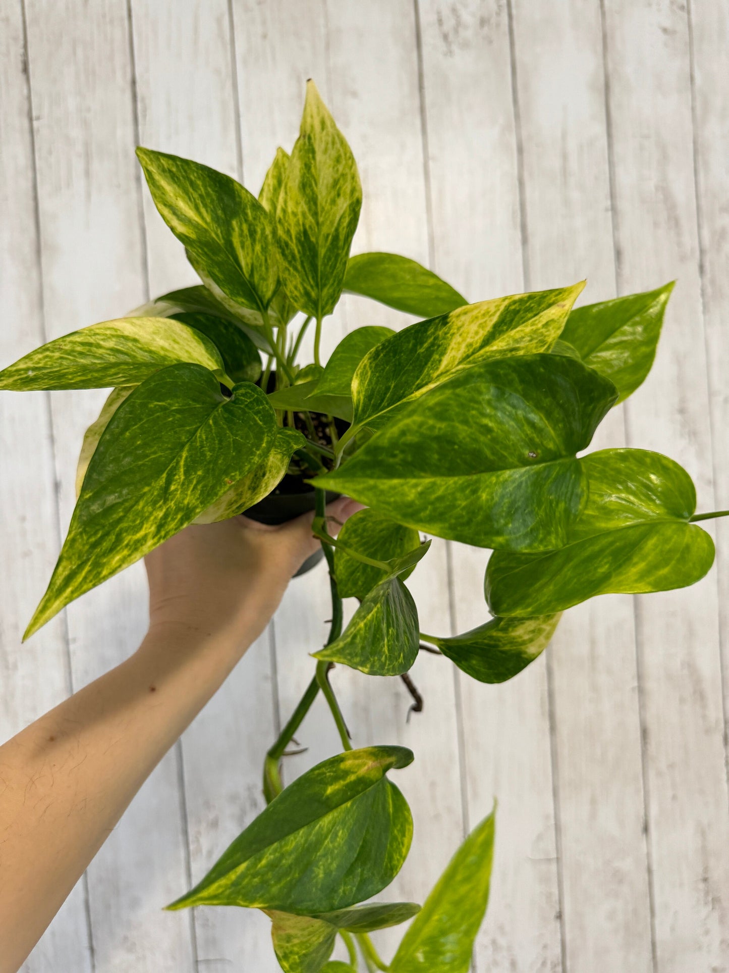 Neon Queen Pothos Plant - 4 inch Pot - Hybrid Live Plant - optional decorative pot