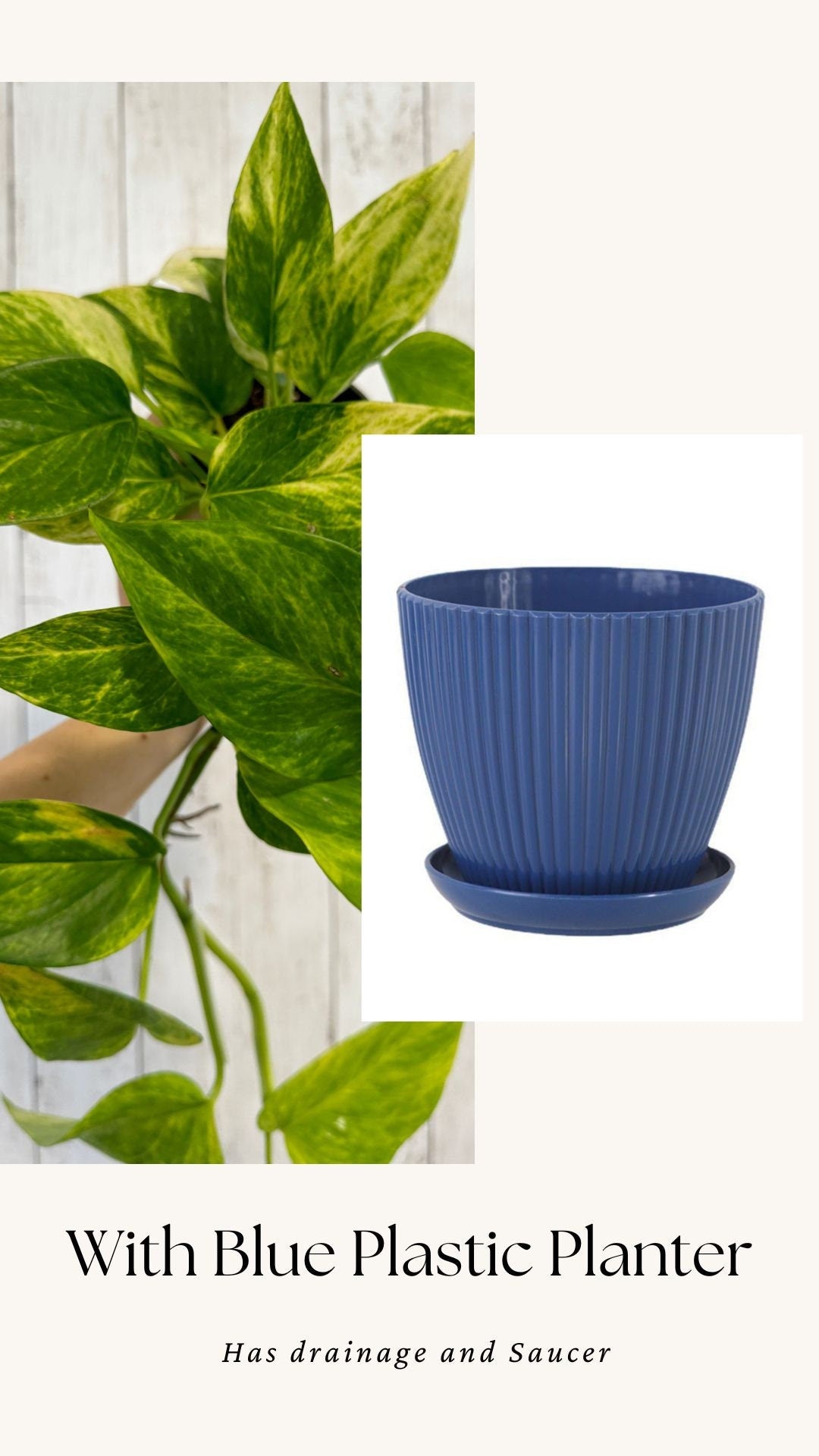Neon Queen Pothos Plant - 4 inch Pot - Hybrid Live Plant - optional decorative pot
