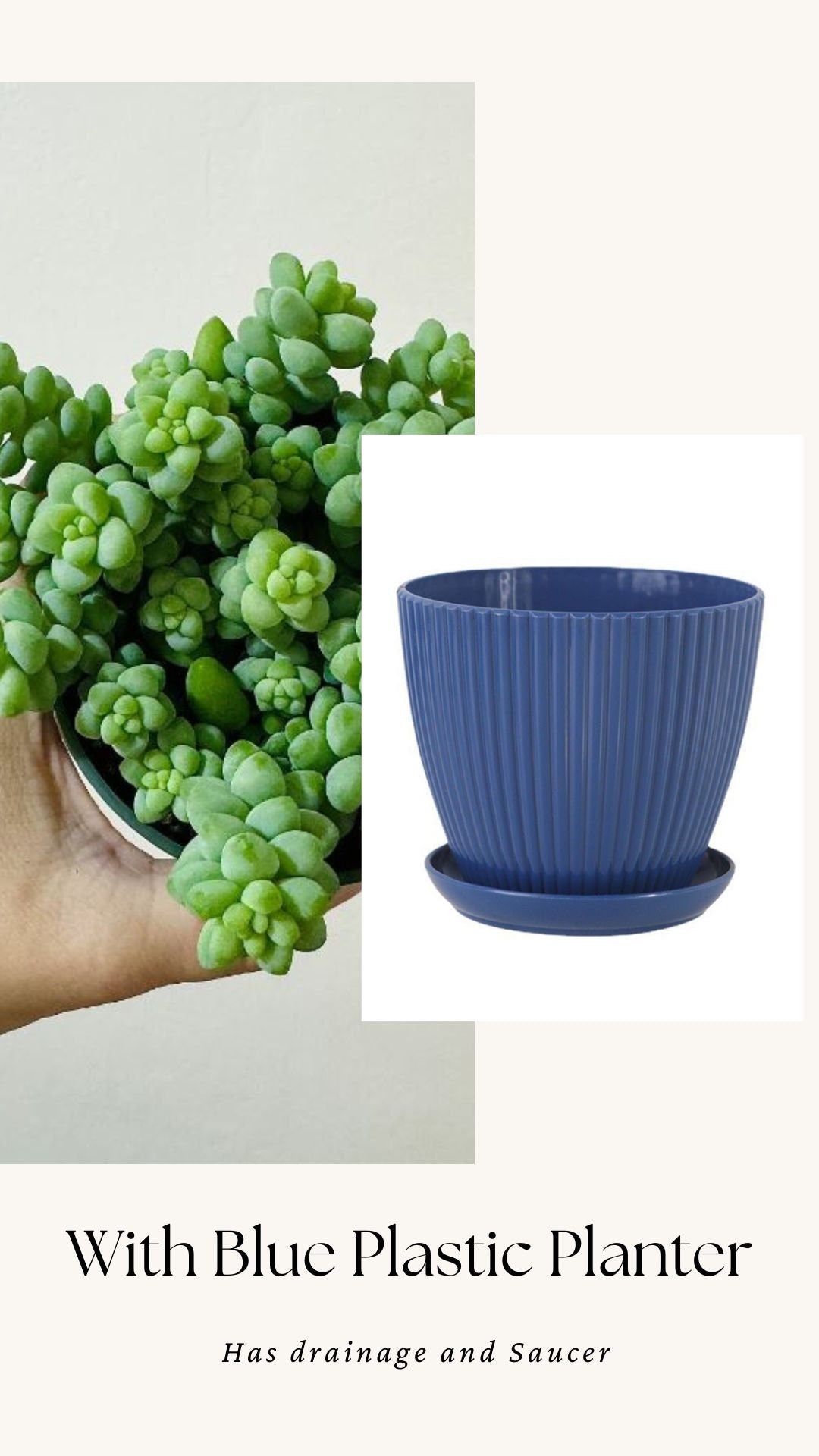 Burro Tail Succulent Plant - Donkey Tail - 3.5 inch Pot