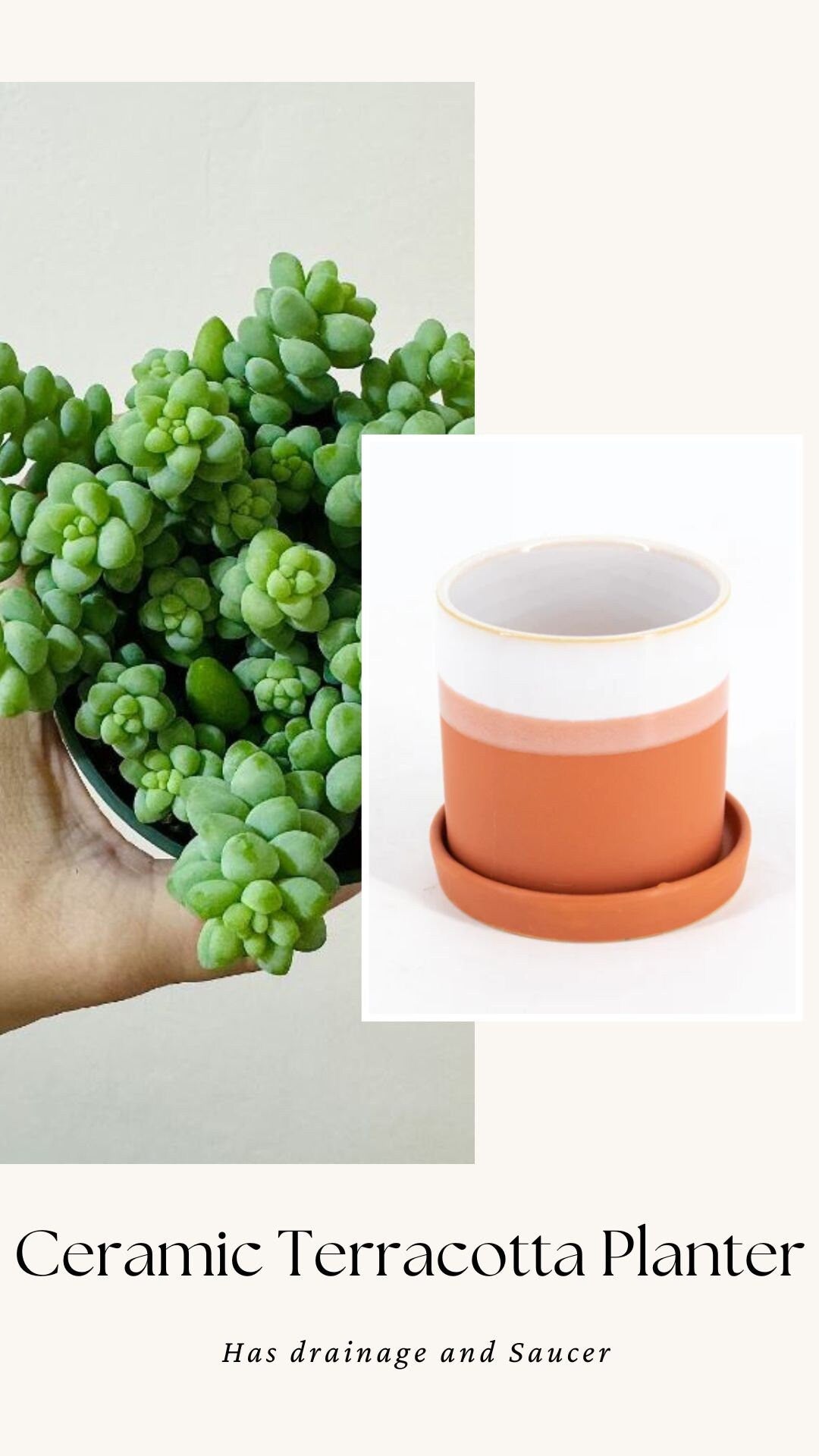 Burro Tail Succulent Plant - Donkey Tail - 3.5 inch Pot