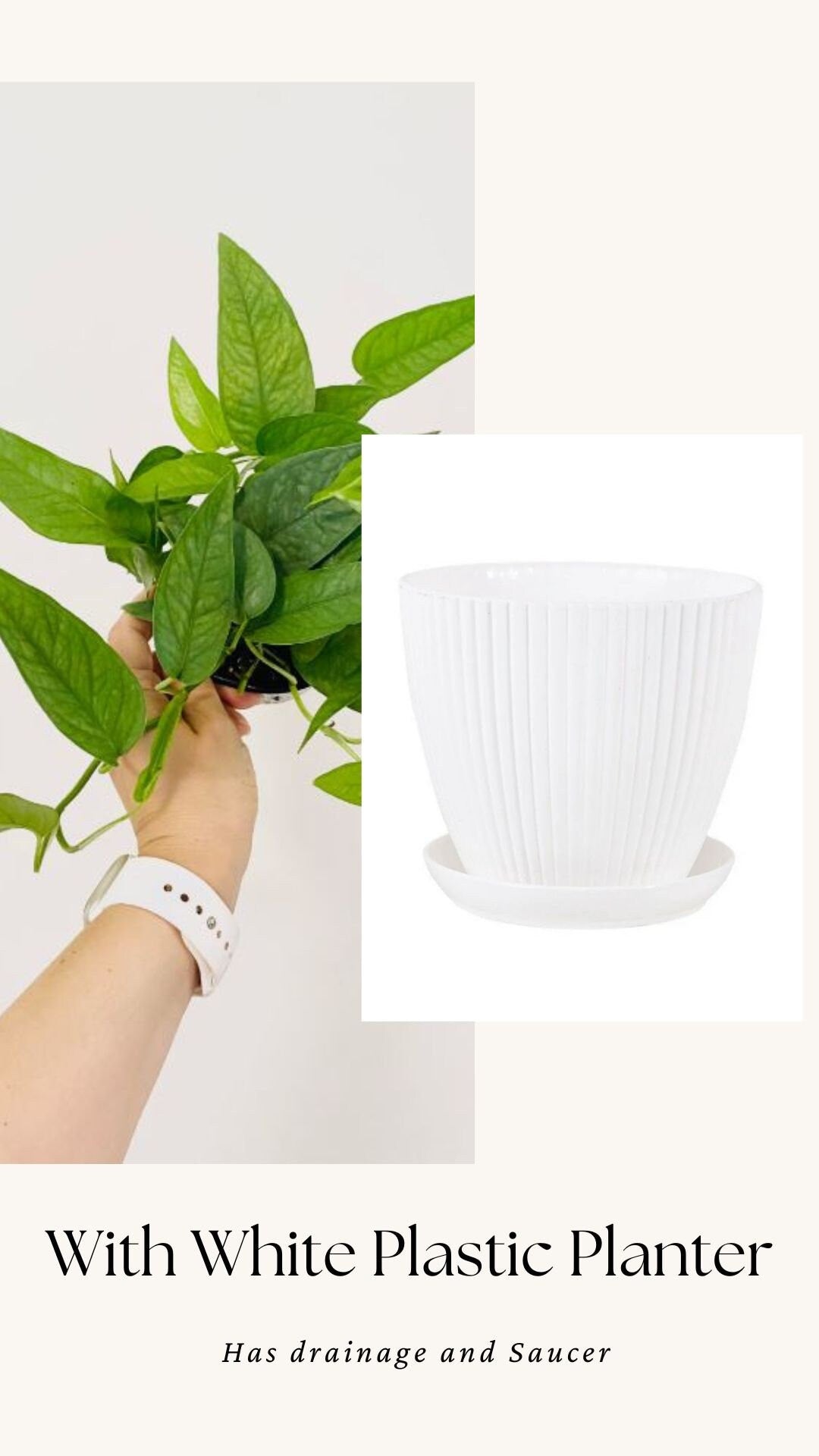 Cebu Blue Pothos (Epipremnum Pinnatum) 4 inch pot - Live Plant - optional decorative pot