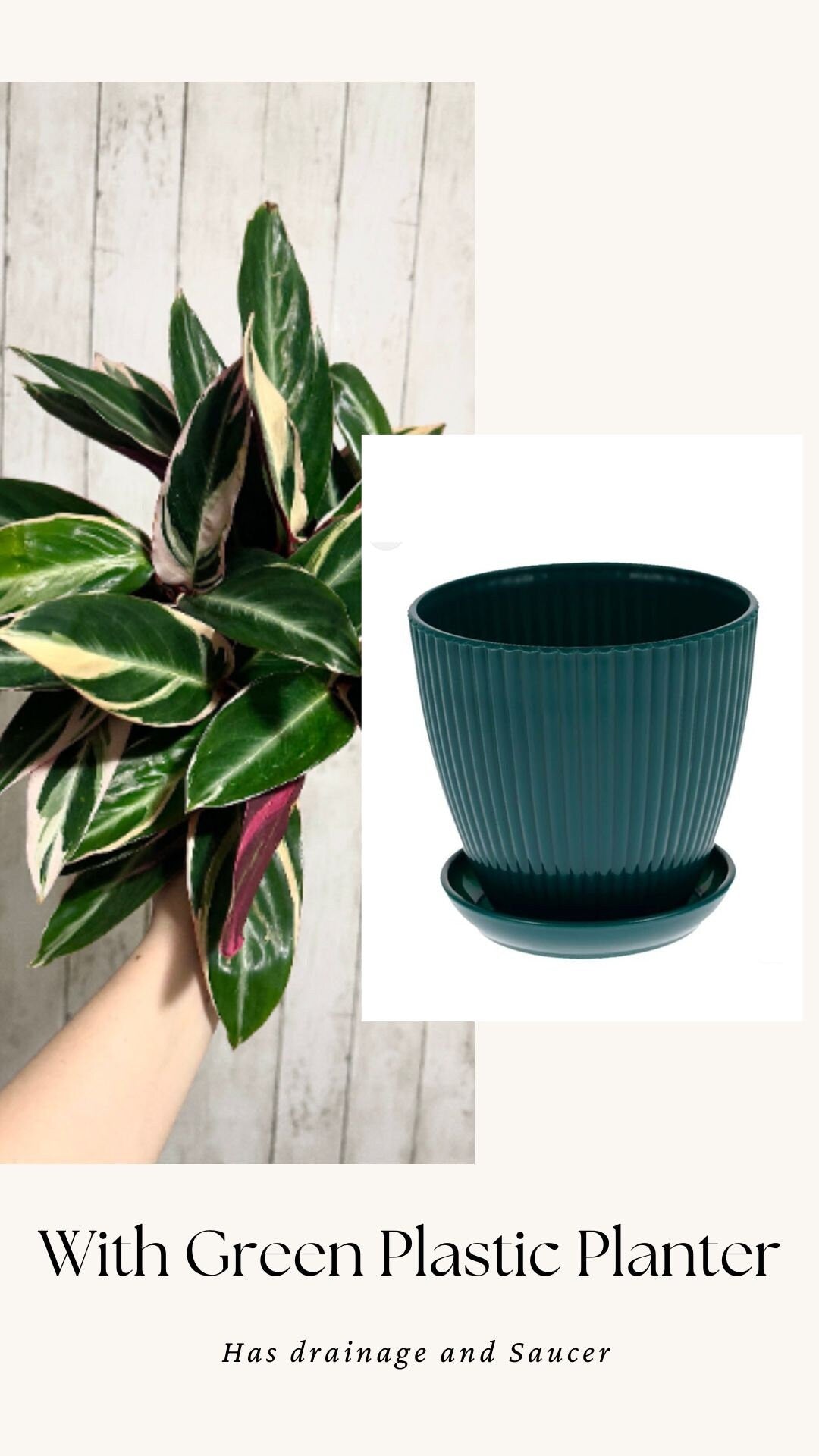 Stromanthe Triostar, Tricolor, Prayer Plant - Calathea Plant 6.5" pot