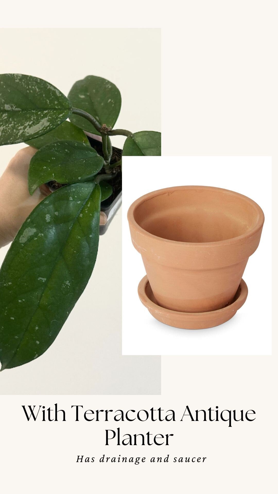 Hoya Fungii/Publicalx Hybrid Plant - 3.5 inch Pot - Live Plant - Optional decorative pot
