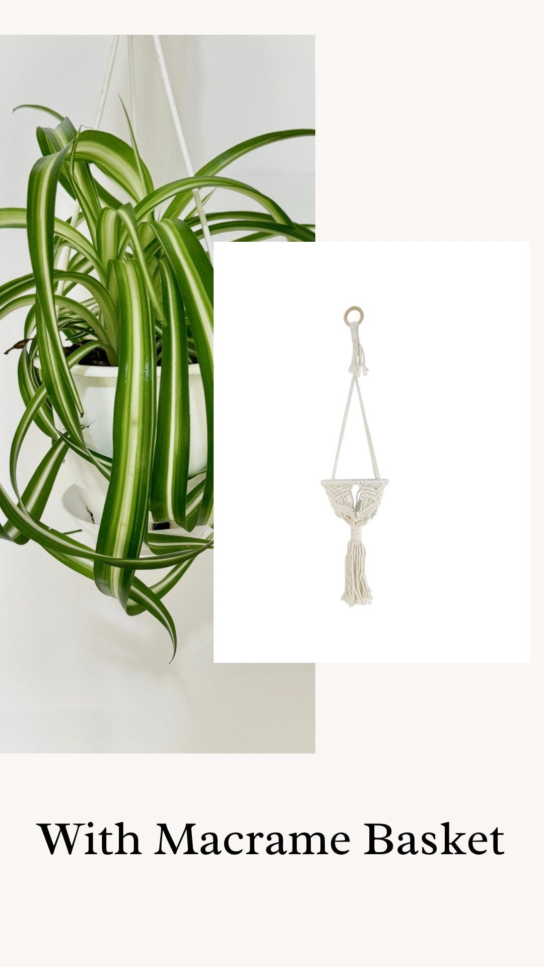 Spider Bonnie Plant - 4.5" Hanging Pot - Live Plant
