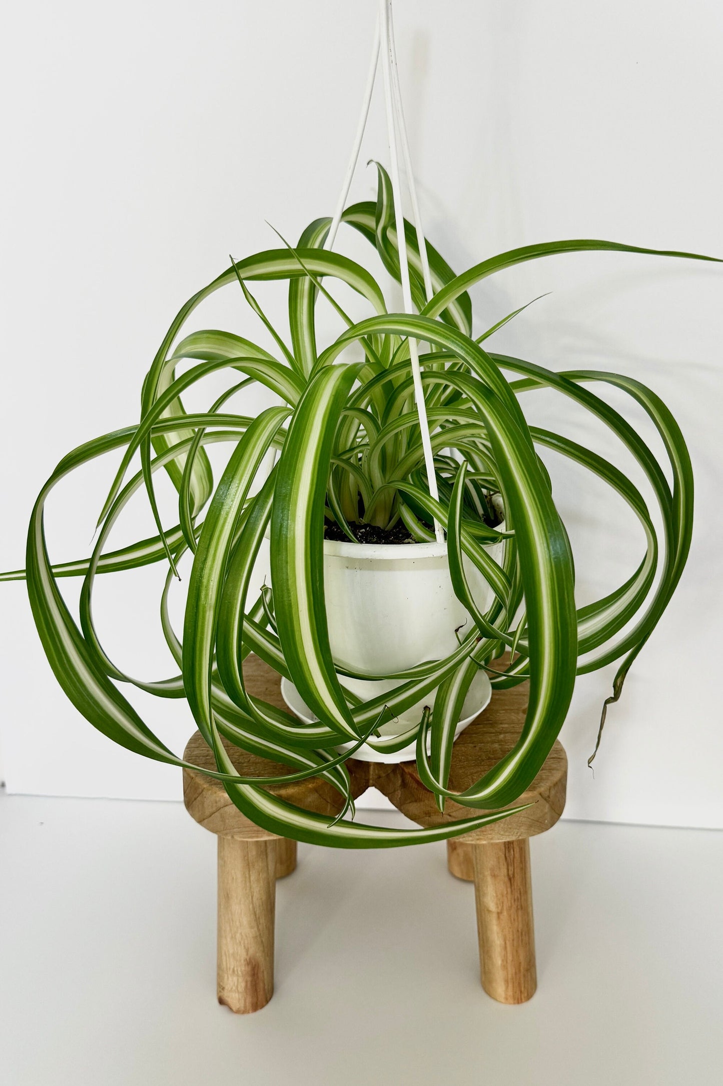 Spider Bonnie Plant - 4.5" Hanging Pot - Live Plant