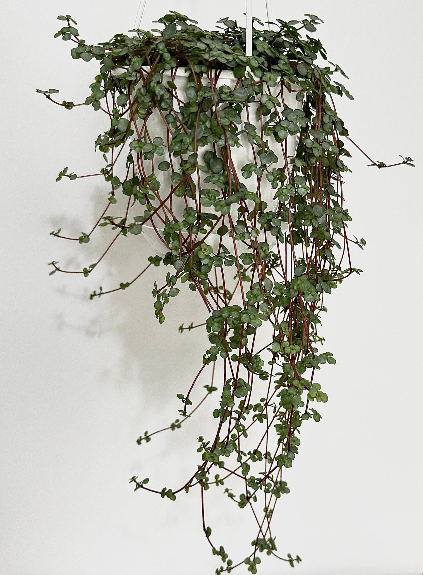 Pilea Glauca / Aqua - 4.5" Hanging Pot - Live Plant - optional decorative basket