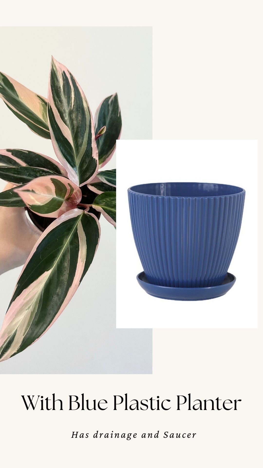 Stromanthe Triostar, Tricolor, Prayer Plant - Calathea Plant 4" pot