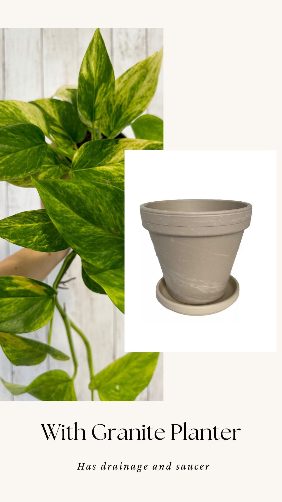 Neon Queen Pothos Plant - 4 inch Pot - Hybrid Live Plant - optional decorative pot