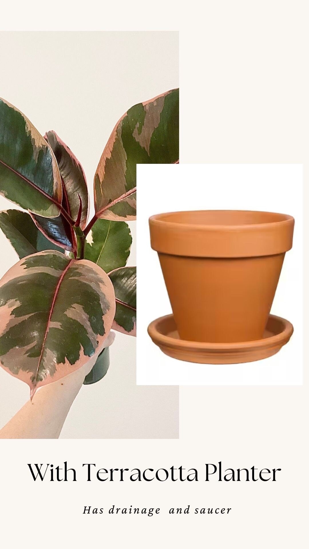 Ficus Elastica Ruby Rubber Tree Plant - 4" Pot