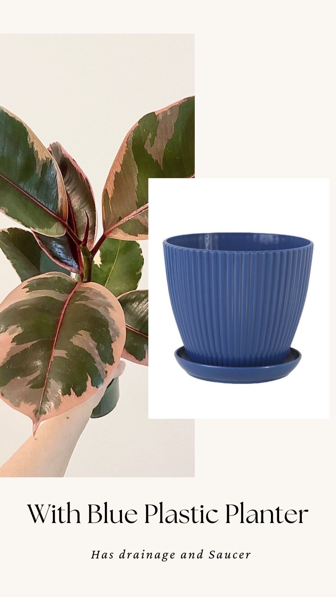 Ficus Elastica Ruby Rubber Tree Plant - 4" Pot