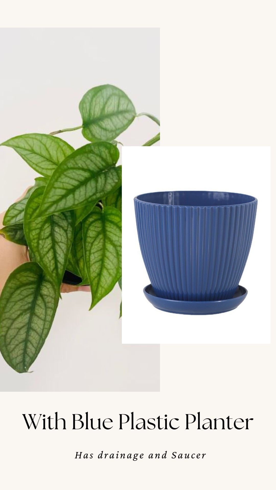 Monstera Siltepecana Plant - 4 inch Nursery Pot - Optional Decorative Pot