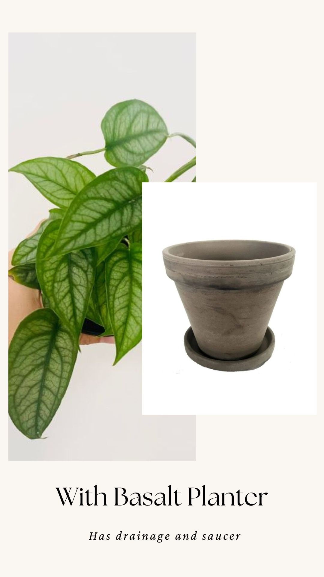 Monstera Siltepecana Plant - 4 inch Nursery Pot - Optional Decorative Pot